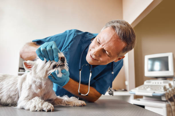 Best Emergency Tooth Extraction in Taylorsville, UT